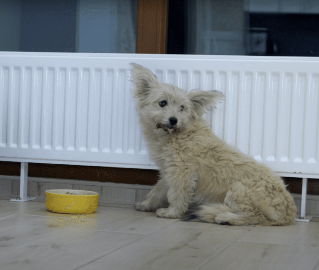 Scared puppy in foster home