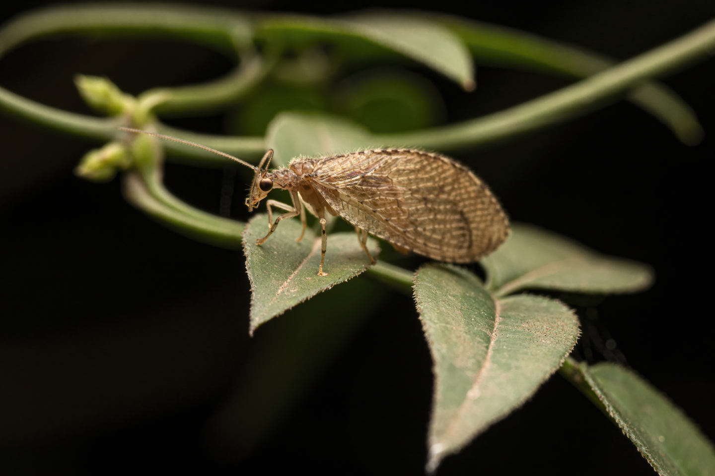 Brown lacewing // Photo by Antonio Luis Kuzic