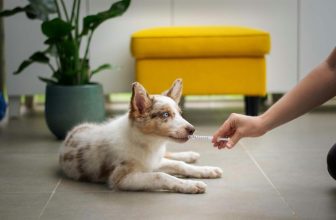 How to Choose the Best Veterinary Care for Your Dog in a Busy City