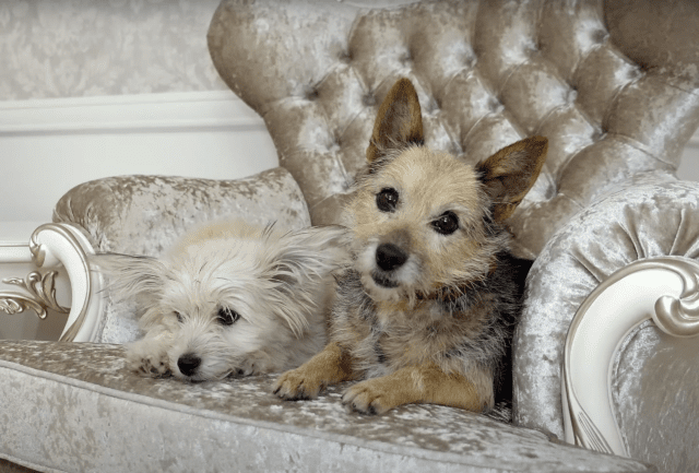 Puppy sitting on chair with mom