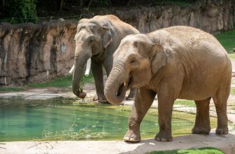 This ‘Feisty’ Asian Elephant at the National Zoo Is Pregnant. She May Birth the First Calf Born There in Nearly 25 Years