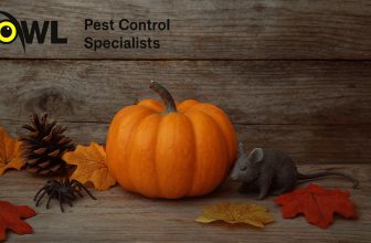 November Watch-List – 5 Essential Pests You Should Know For Peace Of Mind