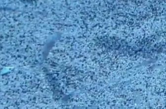 Monterey Bay Aquarium — Wait for it… Boo! 👻