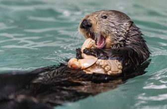 Monterey Bay Aquarium — A sea otter mystery solved!