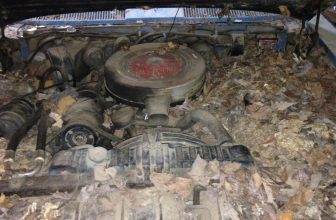 Automobiles get Trashed by Rodents in Redmond, WA