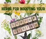 Herbs For Boosting Your Immune System