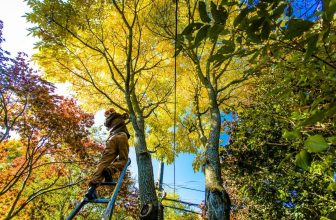 Portland Oregon Fall Tree Care Tips & Winter Prep