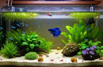 The Secret to Cool Aquarium Videos (Without Fancy Gear)