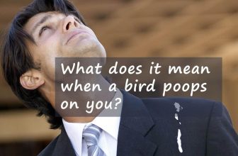 What Does It Mean When A Bird Poops On You?
