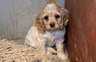 Our top 10 wins for dogs against cruel puppy mills this year