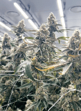 Building Smarter Cannabis Operations Through Partnership – Cannabis & Tech Today