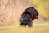 5 Cool Facts about Turkeys in Time for Thanksgiving