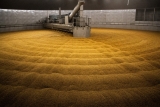 Malt production capacity increases at Simpsons Malt – The Brewers Journal