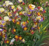 Bohr Portfolio Review: 4 June 2025