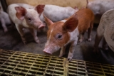 Stop the Dangerous Save Our Bacon Act