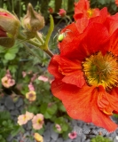 A Week of Flowers 2024 ~ Day Four ~ #Nature #Flowers #Photography