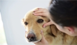 Understanding the Dog Eye Stye: Signs and Treatment