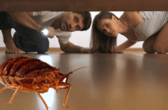 Bed Bugs A Growing Concern in Upstate NY