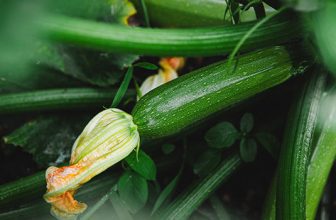Zucchini — Great for Weaning & Baking