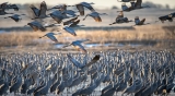 Nebraska Welcomes Record 736,000 Sandhill Cranes In Spring Migration, Free Of Bird Flu Concerns