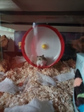 A Letter to a Hamster – Animal Digest Fur Real