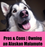 The Pros and Cons to Owning an Alaskan Malamute – Fantastic Furries