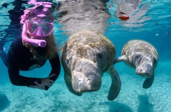 Citrus County Attractions for Families (from Manatees to Mermaids)
