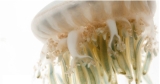 Jellies You’ll Never Find in Your Fridge