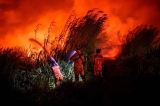 Japan’s largest bank blinked, and then peatlands burned – The Understory