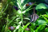 How To Breed Angelfish And Successfully Raise Fry