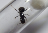 Four men face prison for smuggling rare ants out of Kenya