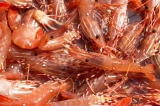 With spot prawns, it pays to go straight to the source — same goes for investing