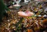 Mushroom Spotting in Bergerbos: An Autumn Treasure Hunt | Amsterdamian