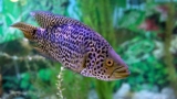 Pike Cichlid: A Fish Worth Adding to Your Tank