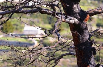 Trees and climate change