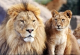 Chile customs seize lion, lynx, and fox skins