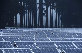 Trees or Solar Panels, Do You Have to Choose?