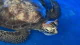 Sea Turtle Hospital Patient – Fig