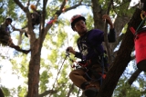 WAA Tree Climbing Competition 2025 » WAA-ISA