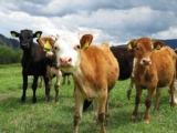 5 simplistic tips for managing calves in hot weather
