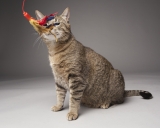 Make your own toy for your cat