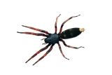 White Tail Spiders – All you need to know!