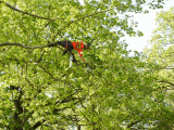 Tree Pruning Tips for the Ohio Valley Region