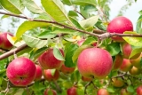 How to Care for Fruit Trees in Portland & the PNW