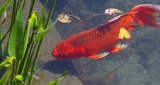 Goldfish as Bait – Why They Are Illegal and How They Affect the Ecosystem