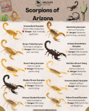 Scorpion Control Phoenix: Your Ultimate Guide