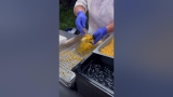 Beach Grub’s Grilled Street Corn at EPCOT Flower and Garden Festival