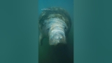 Ever wanted to see things through the eyes of a sea cow? #AmericasNationalParks