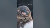 Galápagos penguins are survivors 🐧 #SecretsOfThePenguins