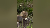 These social Arctic ground squirrels prep for hibernation while mom keeps a watchful eye.
